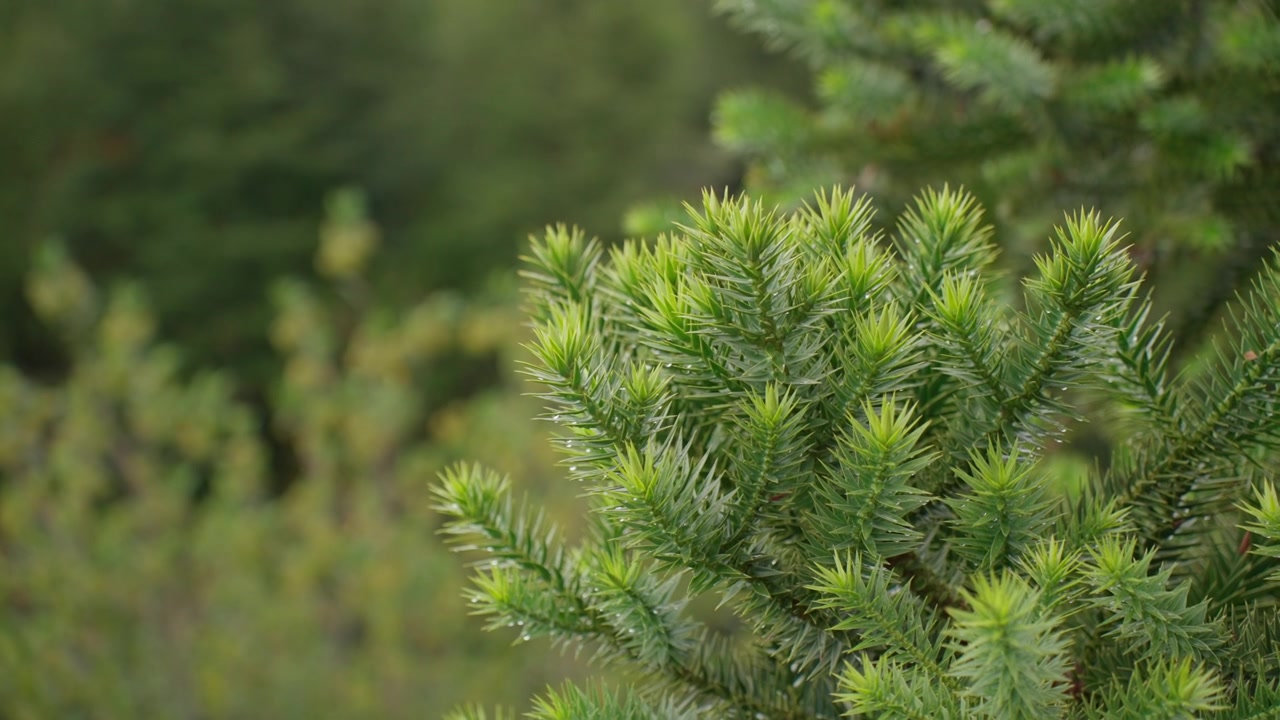 Bright Green Pine Needles Glisten in the Sunlight During a Serene Forest Afternoon in Early Summer