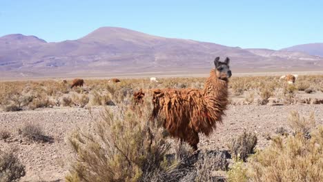 Lamas-Und-Vicuñas,-Typische-Tiere-Des-Argentinischen-Nordwestens,-Salta-Und-Jujuy