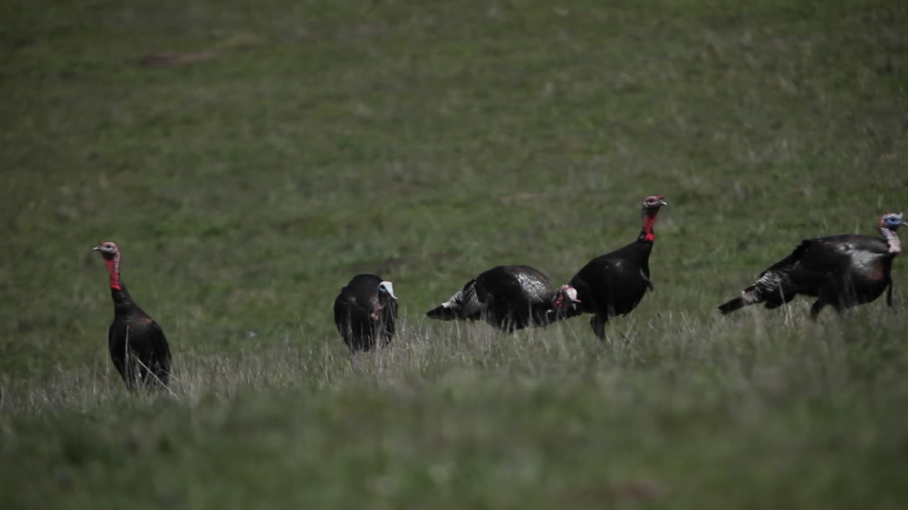 стая индюков разгуливает по полю