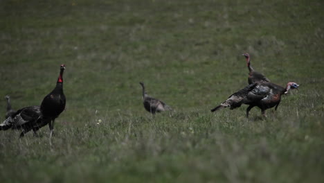 a flock of turkeys walk around in a field