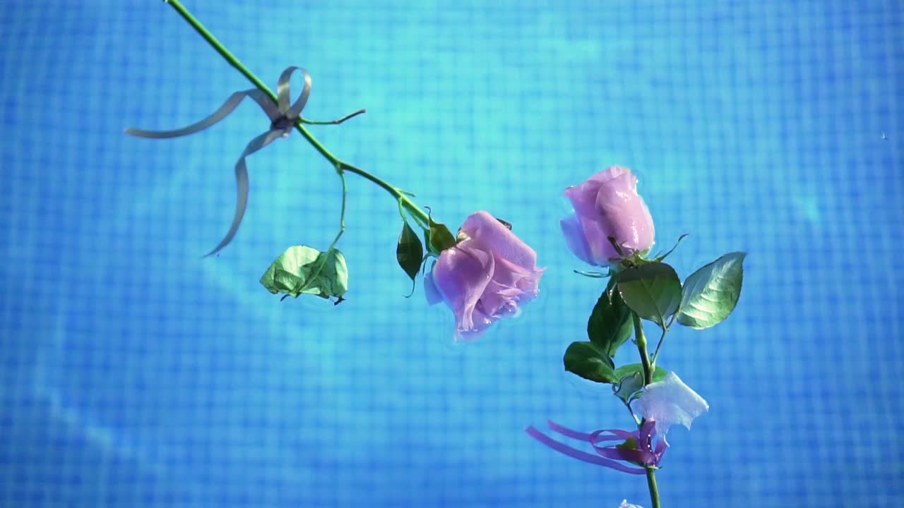 수영장 안의 맑은 물에 떠있는 분홍 장미