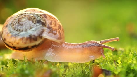 Close-up-of-a-snail-slowly-creeping-in-the-sunset-sunlight.