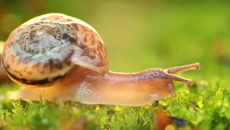 Close-up of a snail slowly creeping in the sunset sunlight.