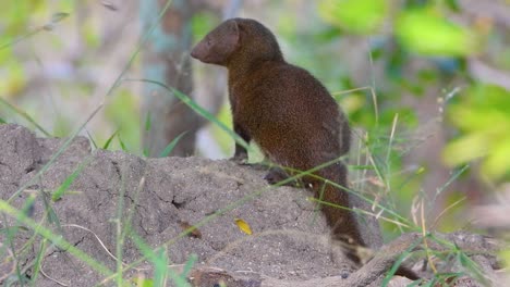 dwarf mongoose being on guard duty on a termite mound, kruger national park.