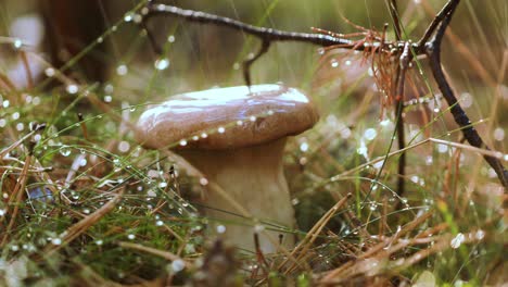 Pilzpilze-In-Einem-Sonnigen-Wald-Im-Regen.