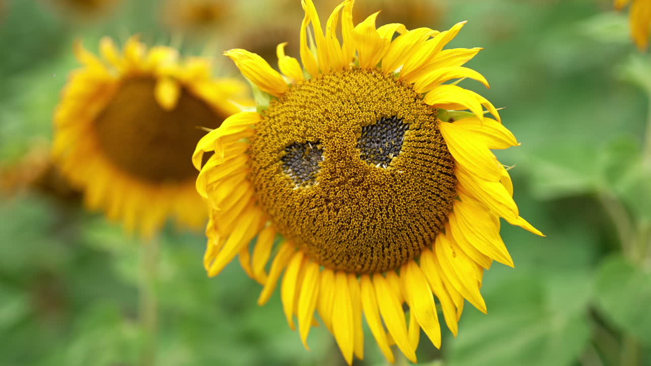 Two holes made in the sunflower that is already starting to fade. Agricultural field of sunflowers at backdrop in blur.