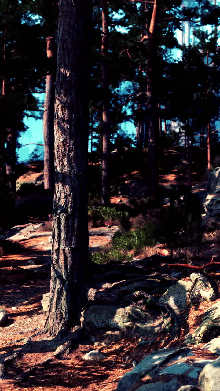 나무 를 통해 빛 을 필터링 하는 소나무 숲 의 경치 좋은 전망