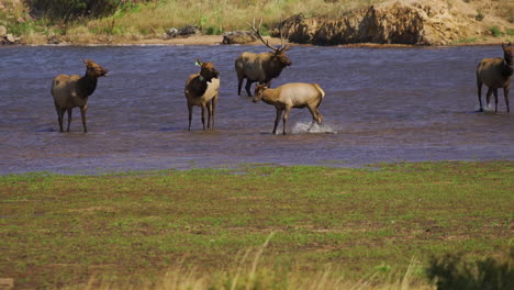 alce de ternero jugando pateando y saltando en el agua a cámara lenta 30p