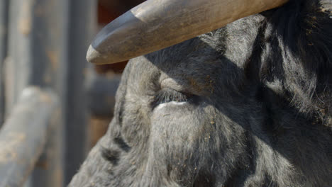 a rank bull eye blinks and looks into the sun in metal chute in dallas, texas before a bull fight