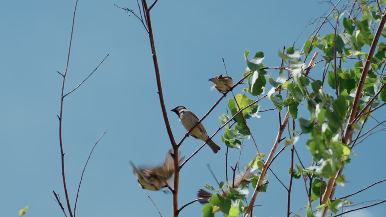 Small Sparrows Perched On Branches Against Clear Blue Sky, Delicate Green Leaves Rustling In Warm Spring Breeze Scenes Of Perching, Brief Flight, Territorial Song, And Mutual Preening Captured