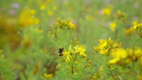 公共公園裡的黃色野花中收集蜜蜂的景色