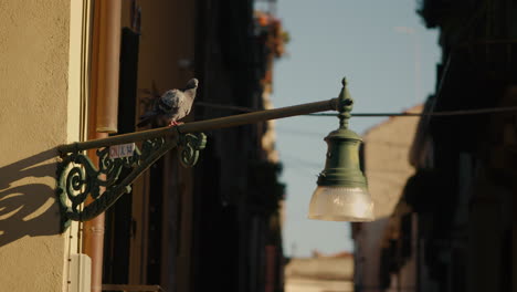 pigeon perched on a venetian streetlamp