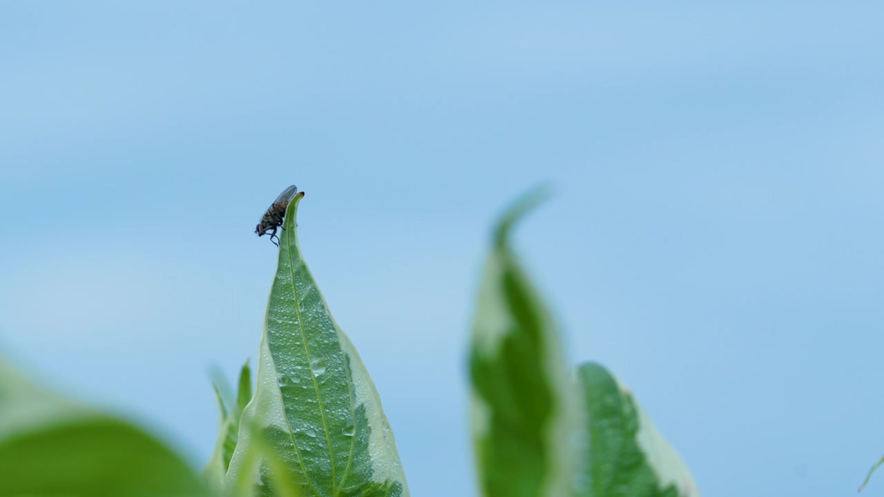 Primo piano estremo di un piccolo insetto che riposa su una foglia verde vibrante. Uno scatto naturalistico minimalista adatto per concetti di benessere, sostenibilità ed ecocompatibilità.