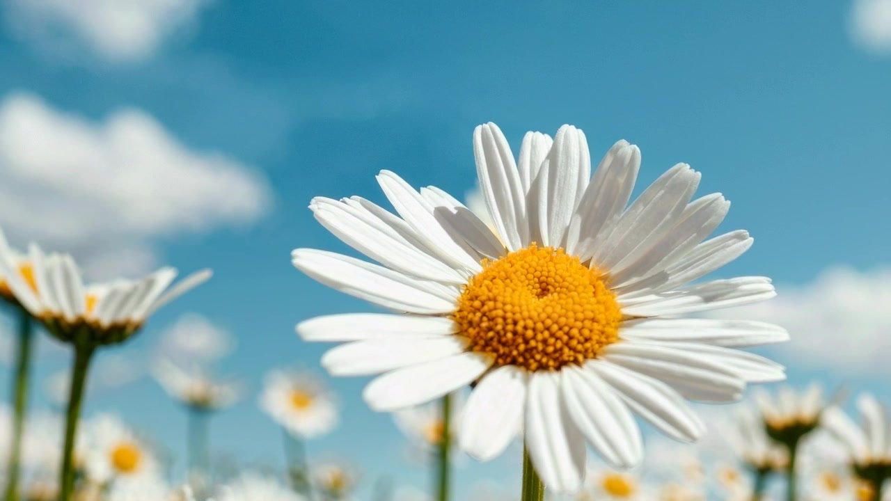 Primo Piano di un Fiore di Margherita che Ondeggia in un Campo Sotto un Cielo Blu