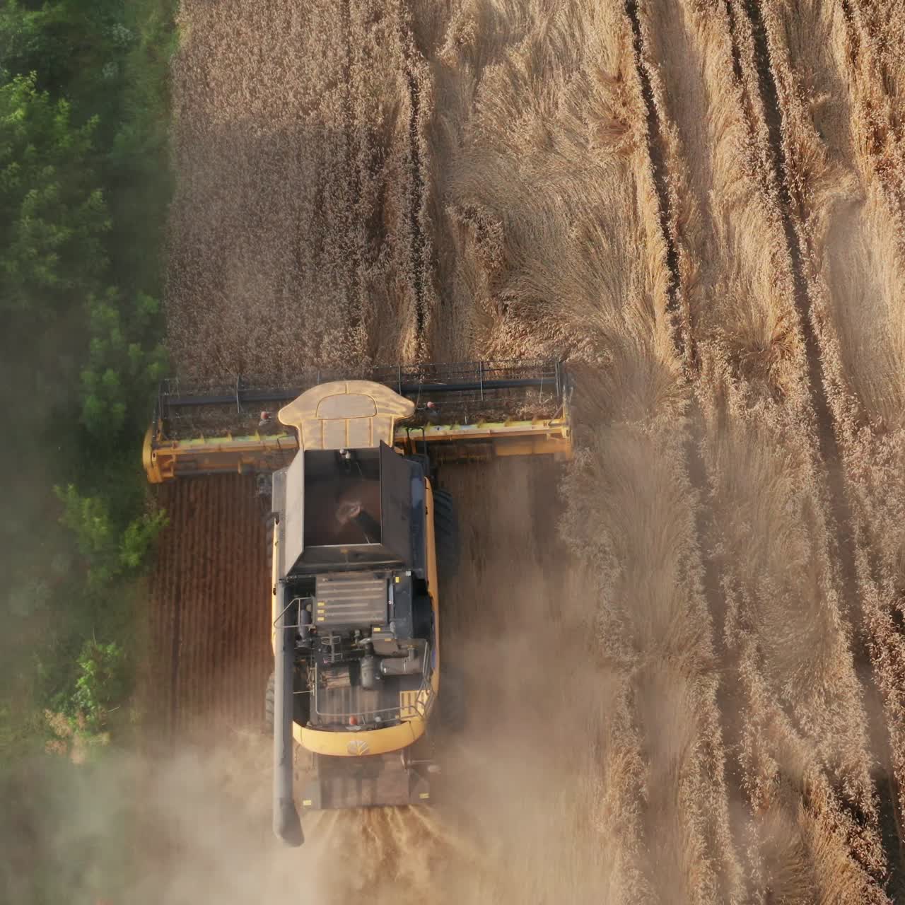 Aerial view of combine harvesting. Combine harvester collects ripe wheat om a big field