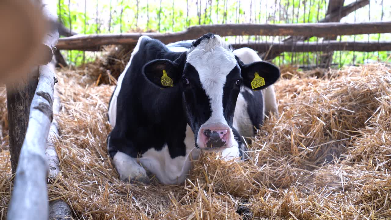 Vacca Frisona Holstein con marchi auricolari sdraiata, con un focus sull'allevamento e la zootecnia.