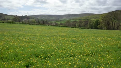 Very-low-aerial-moving-backwards-over-a-field-covered-in-bright-yellow-Dandelions