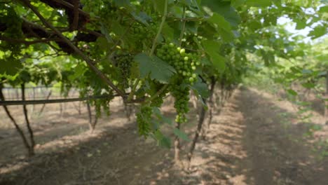 cinematic view of cluster of grapes hanging from tree branch at vineyard