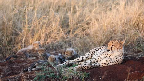 adorables cachorros de guepardo difusos juegan junto a mamá en la sabana dorada de la mañana