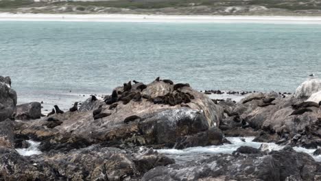 drone parallax shot of brown fur seals sunbathing on atlantic coastal rocks