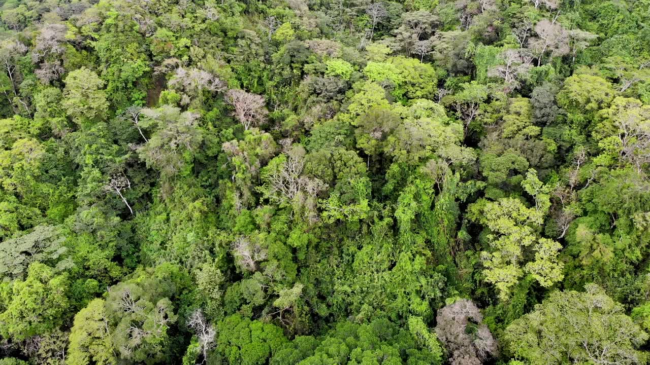 denso dosel selvático del cráter volcánico del valle de antón en el centro de panamá, tiro aéreo inclinado hacia abajo