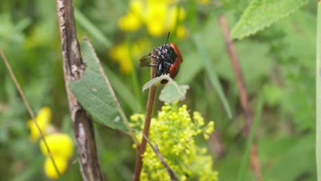 Red-Beetle-Chrysomela-populi-resting-on-the-tip-of-the-bush,-Texel-National-sanctuary-Park