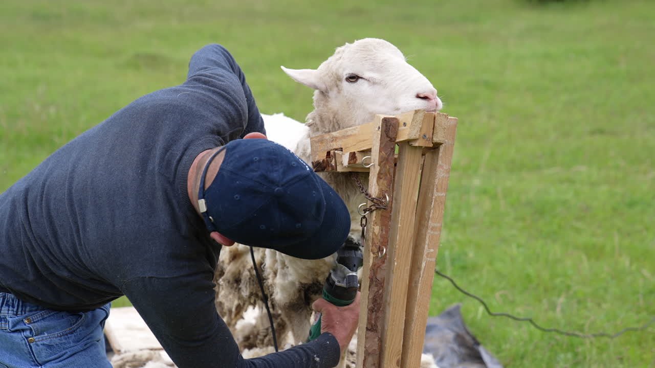 Man shearing sheep on farm. Man holding sheep and cutting wool