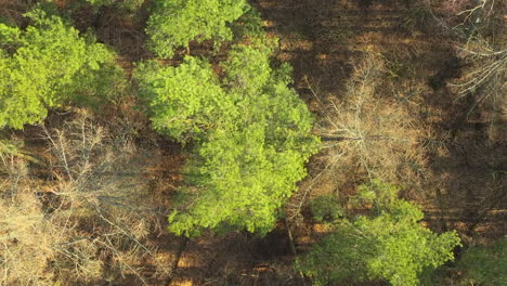 an aerial view of a woodland area highlights the contrast between the lush, green foliage of some trees and the dry, bare branches of others, emphasizing the cycle of life within a forest ecosystem