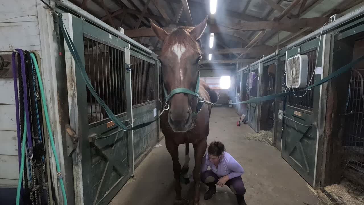 A rider in a stable cleans off her horse's hooves in a stable. Slow Motion footage