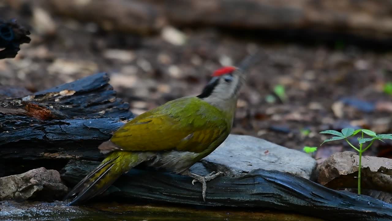 el pájaro carpintero de cabeza gris también se llama pájaro carpintero de cara gris se encuentra en muchos parques nacionales en tailandia y es muy particular en la elección de su hábitat para que prospere