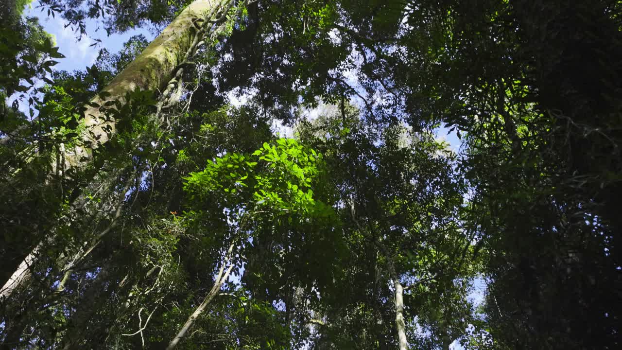 el lustroso dosel del bosque tropical con árboles altísimos