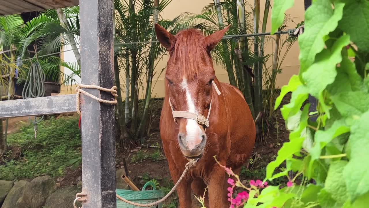 caballo marrón en un establo