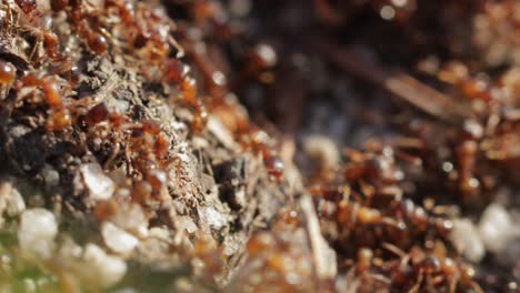 Colony-of-ants-crawling-in-chaos-on-the-ground,-still-macro-close-up-shot-tilted-down-during-daytime