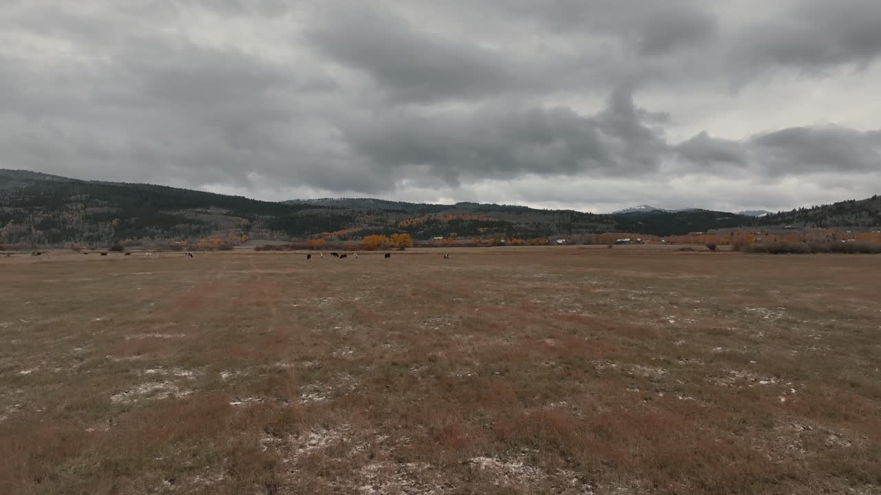vuela sobre las llanuras con vacas pastando cerca de las montañas del bosque de otoño durante el día nublado