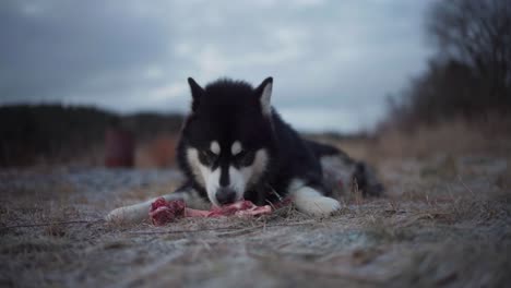 An-Alaskan-Malamute-is-Chewing-on-a-Bone---Close-Up