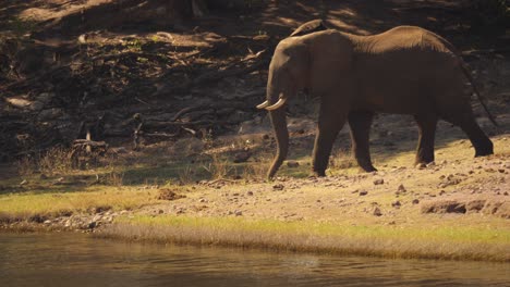 one african elephant bull walks toward the edge of the chobe river