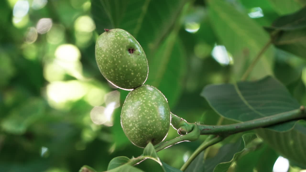 Close up of green walnuts on the tree in daylight