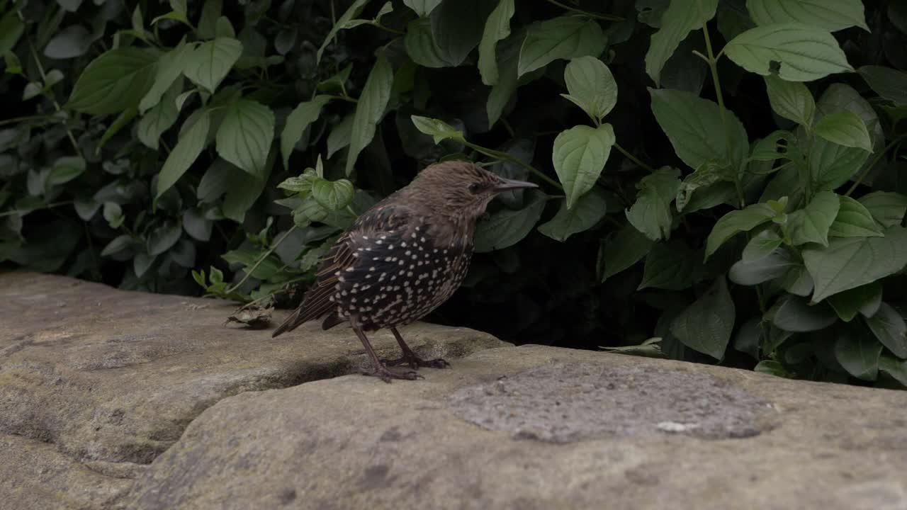estornino joven en un muro de jardín tiro medio