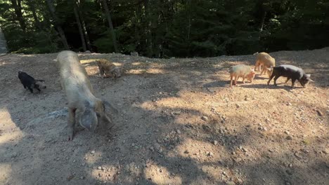 Cerca-De-Cerdos-Salvajes,-Jabalíes,-Familia-Con-Madre-Y-Bebés.