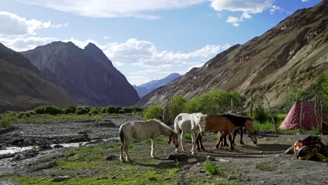 reveal shot of a horde of horses grazing in the mountains unloaded, unmounted on a sunny day