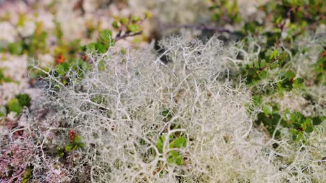 la tundra ártica, la hermosa naturaleza, el paisaje natural de noruega.