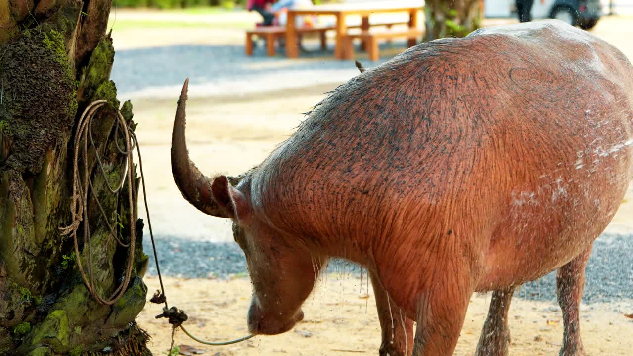 Water droplets splash across the back and head of a large water buffalo as it gets a refreshing bath, a demonstration of daily animal care and welfare at the JW Marriott Khao Lak's farm