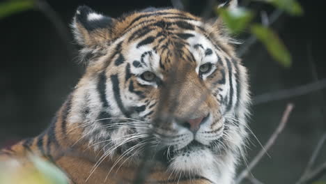 siberian tiger , portrait detail