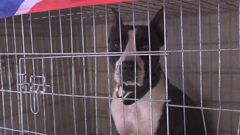 purebred cane corso dog looking from inside a metal cage