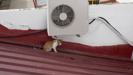 a white and ginger cat plays on the roof