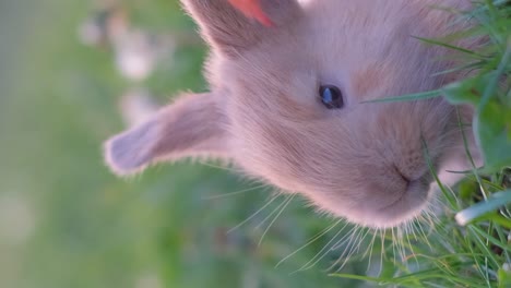 close-up of a cute bunny in green grass