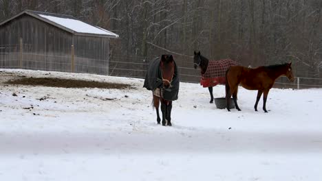 horse walking towards camera in the winter in 4k