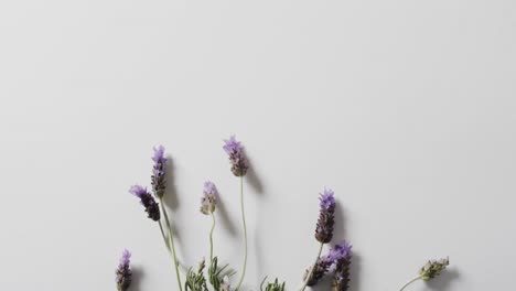 Vídeo-De-Flores-Y-Hojas-De-Lavanda-Con-Espacio-Para-Copiar-Sobre-Fondo-Blanco