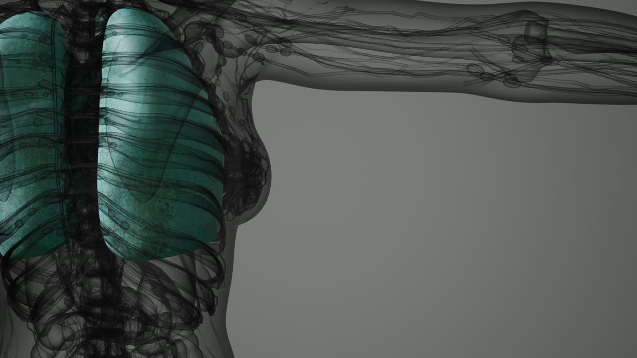 인간 폐의 과학 해부학 스캔