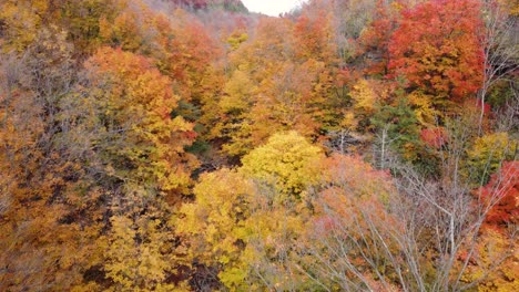 aerial flying over autumnal fall trees in niagara glen in ontario